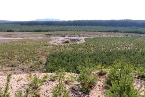 Lípa nad Orlicí, 19.3.2020
Kovářská, pískovna.
Mots-clés: Lípa nad Orlicí pískovna Kovářská Zorochros meridionalis Negastrius sabulicola