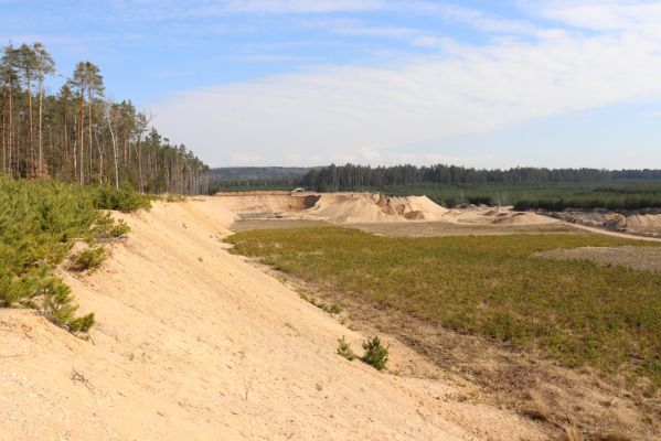 Lípa nad Orlicí, 19.3.2020
Kovářská, pískovna. 
Klíčová slova: Lípa nad Orlicí pískovna Kovářská Zorochros meridionalis
