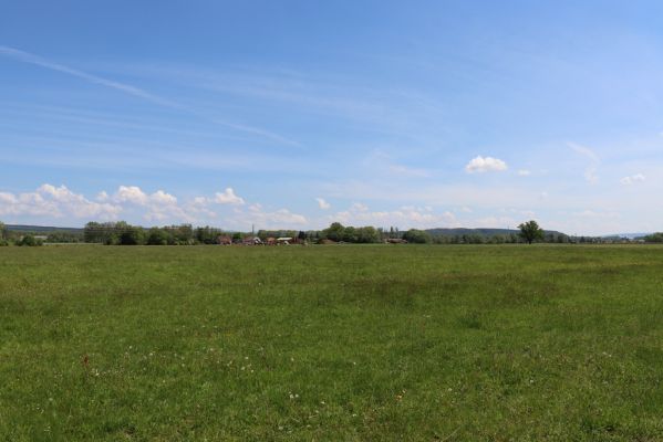 Lípa nad Orlicí, 19.5.2019
Pastvina.
Schlüsselwörter: Lípa nad Orlicí pastvina