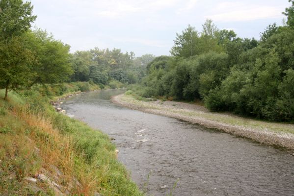 Lipník nad Bečvou, 24.7.2017
Štěrkový náplav Bečvy.
Mots-clés: Lipník nad Bečvou řeka Bečva Adrastus pallens