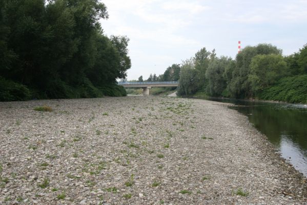 Lipník nad Bečvou, 24.7.2017
Škrabalka. Štěrkový náplav Bečvy.
Klíčová slova: Lipník nad Bečvou Škrabalka řeka Bečva Zorochros quadriguttatus Adrastus rachifer