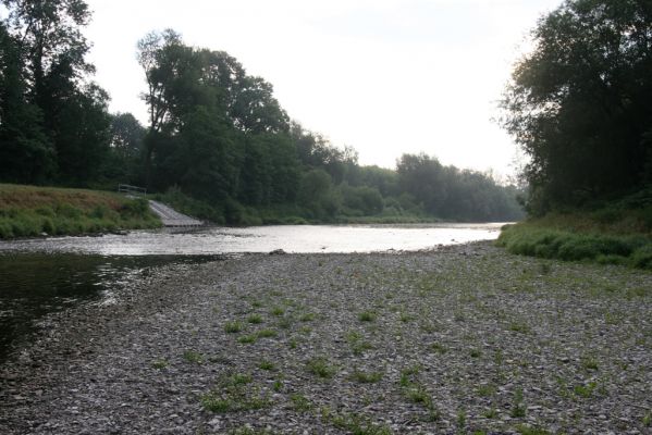 Lipník nad Bečvou, 24.7.2017
Škrabalka. Štěrkový náplav Bečvy.
Klíčová slova: Lipník nad Bečvou Škrabalka řeka Bečva Zorochros quadriguttatus Adrastus rachifer