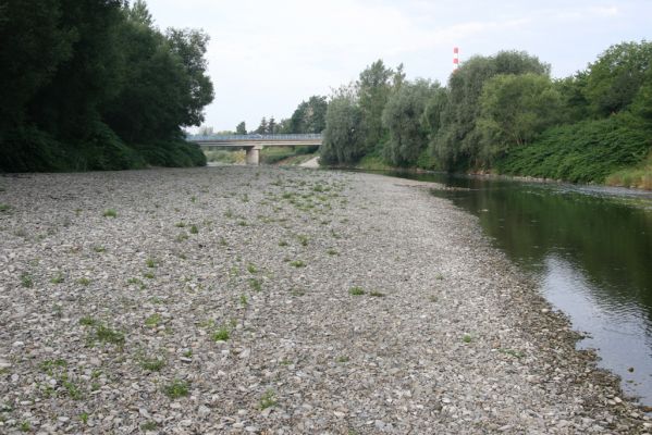 Lipník nad Bečvou, 24.7.2017
Škrabalka. Štěrkový náplav Bečvy.
Schlüsselwörter: Lipník nad Bečvou Škrabalka řeka Bečva Zorochros quadriguttatus Adrastus rachifer