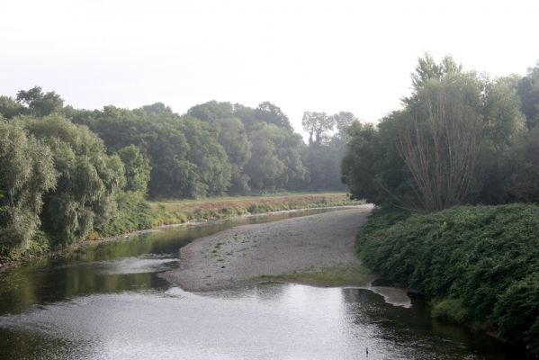 Lipník nad Bečvou, 24.7.2017
Škrabalka. Štěrkový náplav Bečvy.
Klíčová slova: Lipník nad Bečvou Škrabalka řeka Bečva Zorochros quadriguttatus Adrastus rachifer