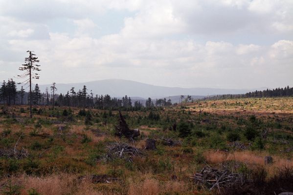 Rychlebské hory, Smrk, 7.9.2004
Pohled na Králický Sněžník.
Klíčová slova: Lipová-lázně Rychlebské hory Smrk Diacanthous undulatus