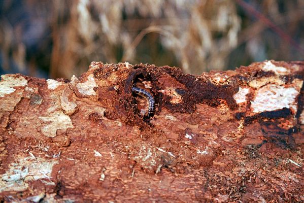 Rychlebské hory, Smrk, 7.9.2004
Larva kovaříka Diacanthous undulatus pod kůrou smrkového pařezu.
Mots-clés: Lipová-lázně Rychlebské hory Smrk Diacanthous undulatus