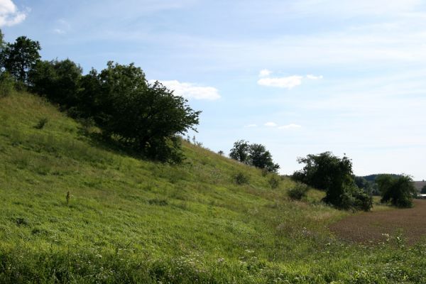 Lipovka, 29.7.2009
Step s třešněmi na severozápadním svahu. 
Schlüsselwörter: Lipovka