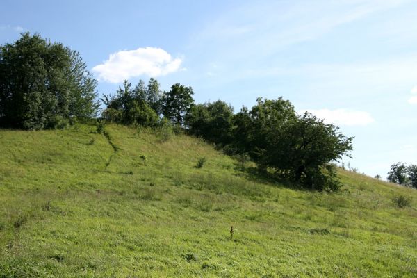 Lipovka, 29.7.2009
Step s třešněmi na severozápadním svahu. 
Klíčová slova: Lipovka