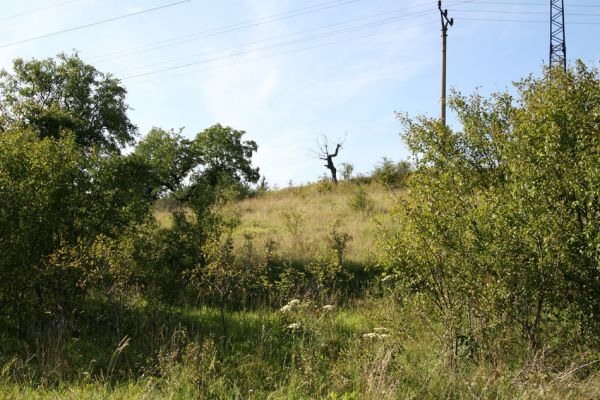 Lipovka, 29.7.2009
Step s třešněmi na jižním svahu. 
Mots-clés: Lipovka Anthaxia candens