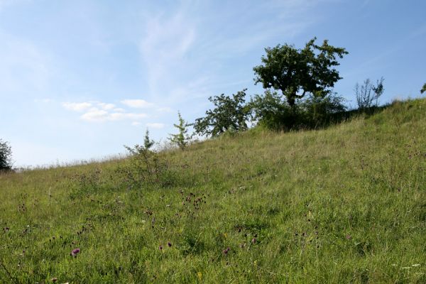 Lipovka, 29.7.2009
Step s třešněmi na jižním svahu. 
Schlüsselwörter: Lipovka Anthaxia candens