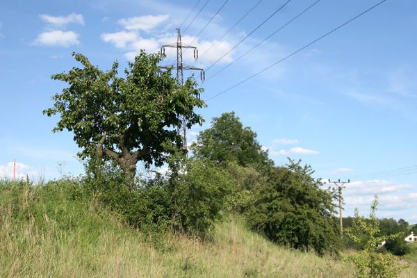 Lipovka, 29.7.2009
Step s třešněmi na jižním svahu. 
Schlüsselwörter: Lipovka Anthaxia candens