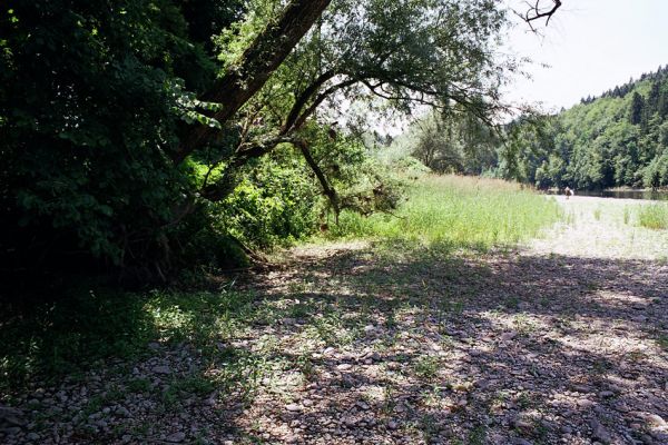 Litija, 15.6.2003
Rozsáhlé štěrkové náplavy řeky Sávy u obce Gorenji Log. Štěrkoviště se zde střídají s bahnitými tůňkami. 
Mots-clés: Litija Gorenji Log Sava Adrastus pallens lacertosus Zorochros stibicki Oedostethus tenuicornis Betarmon bisbimaculatus