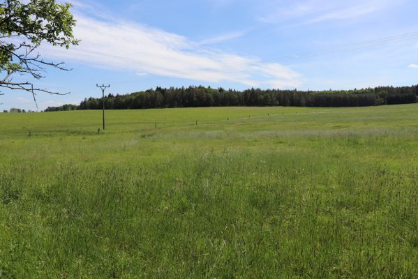 Litošice, 24.5.2019
Pastvina.
Klíčová slova: Litošice pastvina