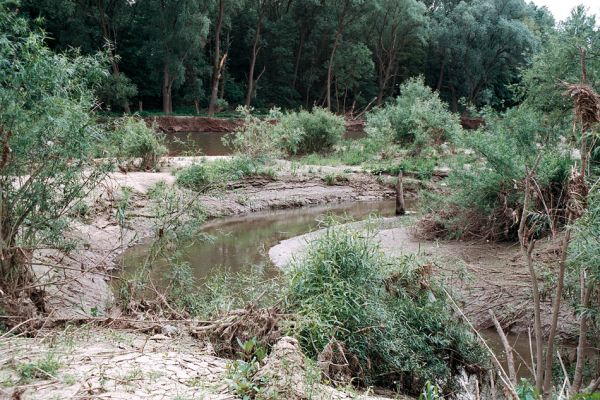 Lobodice, potok Blata, 25.5.2006
Bahnité a písčité náplavy u soutoku Moravy a Blata. 
Klíčová slova: Lobodice Zástudánčí Morava Blata