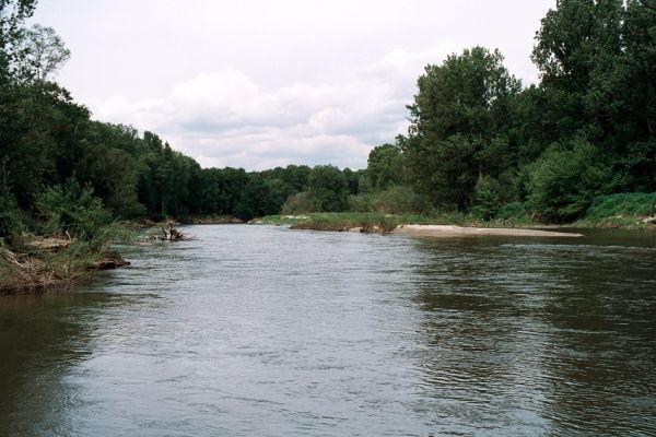 Lobodice, řeka Morava, 25.5.2006
Meandry Moravy v rezervaci Zástudánčí. Štěrkové a písčité náplavy hostí početné populace kovaříků Negastrius sabulicola, N. pulchellus, Zorochros quadriguttatus a Z. dermestoides.
Schlüsselwörter: Lobodice Zástudánčí Morava