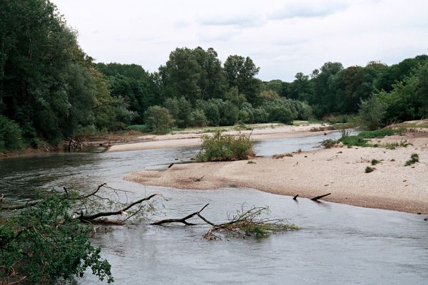 Lobodice, řeka Morava, 25.5.2006
Meandry Moravy v rezervaci Zástudánčí. Štěrkové a písčité náplavy hostí početné populace kovaříků Negastrius sabulicola, N. pulchellus, Zorochros quadriguttatus a Z. dermestoides.
Keywords: Lobodice Zástudánčí Morava Negastrius sabulicola pulchellus Zorochros quadriguttatus Z. dermestoides