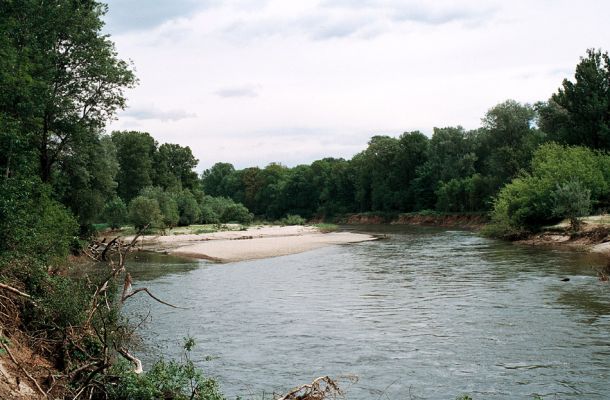 Lobodice, rezervace Zástudánčí, 25.5.2006
Meandry Moravy v rezervaci Zástudánčí. Štěrkové a písčité náplavy hostí početné populace kovaříků Negastrius sabulicola, N. pulchellus, Zorochros quadriguttatus a Z. dermestoides.
Klíčová slova: Lobodice Zástudánčí Morava Negastrius sabulicola pulchellus Zorochros quadriguttatus Z. dermestoides