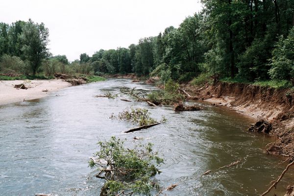 Lobodice, rezervace Zástudánčí, 25.5.2006
Meandry Moravy v rezervaci Zástudánčí. Štěrkové a písčité náplavy hostí početné populace kovaříků Negastrius sabulicola, N. pulchellus, Zorochros quadriguttatus a Z. dermestoides.
Klíčová slova: Lobodice Zástudánčí Morava Negastrius sabulicola pulchellus Zorochros quadriguttatus Z. dermestoides