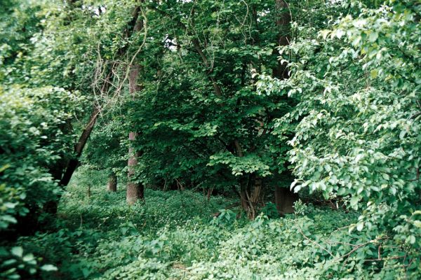 Lobodice, rezervace Zástudánčí, 25.5.2006
Jediný lískový keř, který jsem našel u břehu Moravy a ze kterého jsem sklepnul samici Cerophytum elateroides.
Schlüsselwörter: Lobodice Zástudánčí Cerophytum elateroides