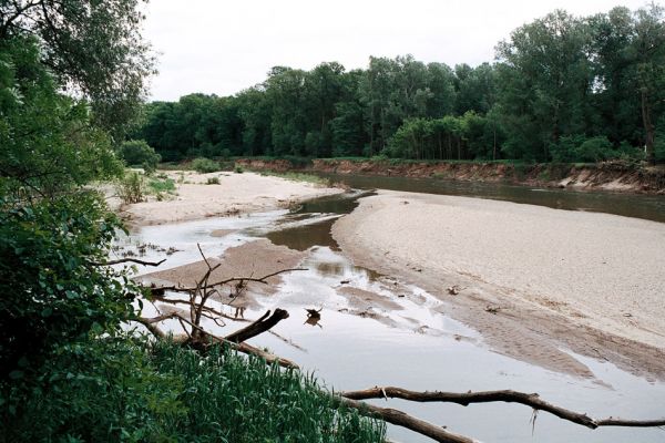 Lobodice, řeka Morava, 25.5.2006
Meandry Moravy v rezervaci Zástudánčí. Štěrkové a písčité náplavy hostí početné populace kovaříků Negastrius sabulicola, N. pulchellus, Zorochros quadriguttatus a Z. dermestoides.
Mots-clés: Lobodice Zástudánčí Morava Negastrius sabulicola pulchellus Zorochros quadriguttatus Z. dermestoides