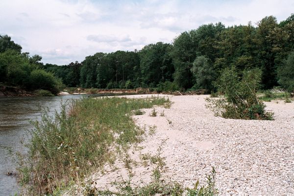 Lobodice, rezervace Zástudánčí, 25.5.2006
Meandry Moravy v rezervaci Zástudánčí. Štěrkové a písčité náplavy hostí početné populace kovaříků Negastrius sabulicola, N. pulchellus, Zorochros quadriguttatus a Z. dermestoides.
Schlüsselwörter: Lobodice Zástudánčí Morava Negastrius sabulicola pulchellus Zorochros quadriguttatus Z. dermestoides