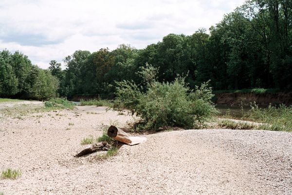 Lobodice, rezervace Zástudánčí, 25.5.2006
Meandry Moravy v rezervaci Zástudánčí. Štěrkové a písčité náplavy hostí početné populace kovaříků Negastrius sabulicola, N. pulchellus, Zorochros quadriguttatus a Z. dermestoides.
Klíčová slova: Lobodice Zástudánčí Morava Negastrius sabulicola pulchellus Zorochros quadriguttatus Z. dermestoides