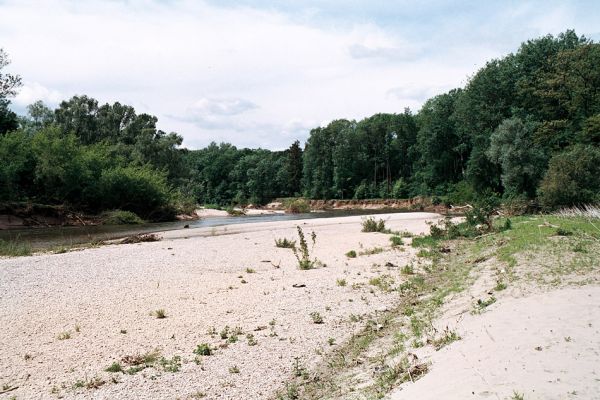 Lobodice, rezervace Zástudánčí, 25.5.2006
Meandry Moravy v rezervaci Zástudánčí. Štěrkové a písčité náplavy hostí početné populace kovaříků Negastrius sabulicola, N. pulchellus, Zorochros quadriguttatus a Z. dermestoides.
Mots-clés: Lobodice Zástudánčí Morava Synaptus filiformis Negastrius sabulicola pulchellus Zorochros quadriguttatus dermestoides Aplotarsus incanus