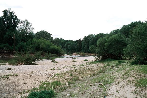 Lobodice, rezervace Zástudánčí, 25.5.2006
Meandry Moravy v rezervaci Zástudánčí. Štěrkové a písčité náplavy hostí početné populace kovaříků Negastrius sabulicola, N. pulchellus, Zorochros quadriguttatus a Z. dermestoides.
Schlüsselwörter: Tovačov Lobodice Zástudánčí Morava Synaptus filiformis Negastrius sabulicola pulchellus Zorochros quadriguttatus dermestoides Aplotarsus incanus