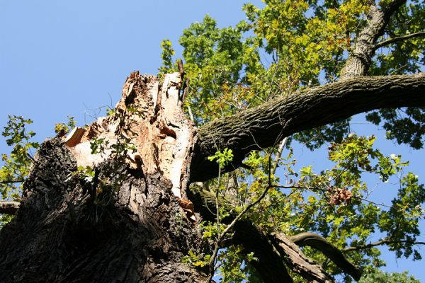 Trusnov, 6.9.2008
V lužním lese, jižně od hráze rybníka Lodrantu, roste mohutný dub. Biotop páchníka Osmoderma barnabita. Letošní vichr rozlomil jeho kmen, ale několik větví mu zůstalo. Přežije nás o mnoho let...
Keywords: Trusnov rybník Lodrant dub Osmoderma barnabita