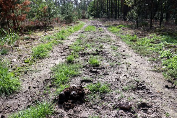 Přelouč, 17.9.2019
Lohenice, Na Štětkách, lesní cesta - Equus. 
Schlüsselwörter: Přelouč Lohenice Na Štětkách lesní cesta