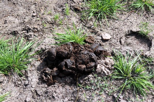 Přelouč, 17.9.2019
Lohenice, Na Štětkách, lesní cesta - Equus. 
Keywords: Přelouč Lohenice Na Štětkách lesní cesta