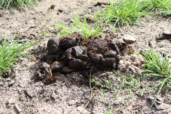 Přelouč, 17.9.2019
Lohenice, Na Štětkách, lesní cesta - Equus. 
Schlüsselwörter: Přelouč Lohenice Na Štětkách lesní cesta