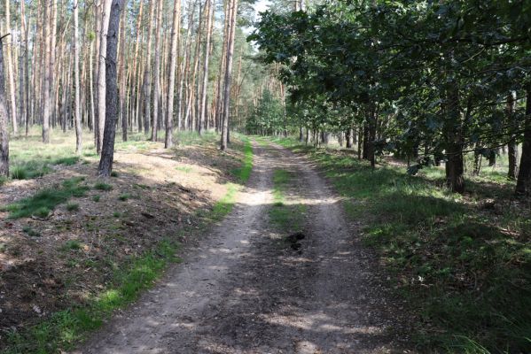 Přelouč, 17.9.2019
Lohenice, Na Štětkách, lesní cesta. 
Klíčová slova: Přelouč Lohenice Na Štětkách lesní cesta