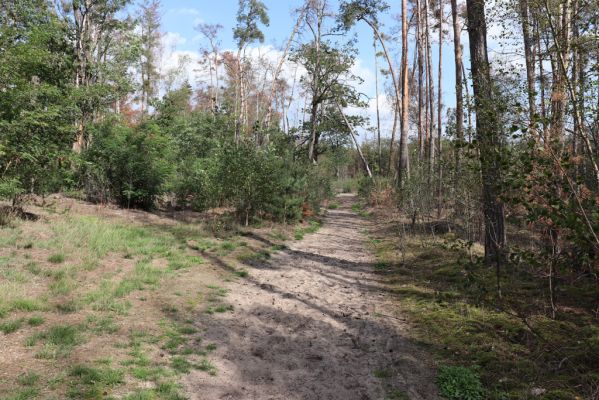 Přelouč, 17.9.2019
Lohenice, Na Štětkách, lesní cesta. 
Mots-clés: Přelouč Lohenice Na Štětkách lesní cesta