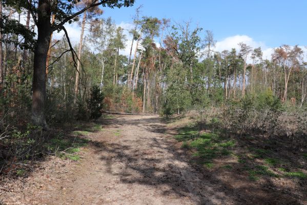 Přelouč, 17.9.2019
Lohenice, Na Štětkách, lesní cesta. 
Schlüsselwörter: Přelouč Lohenice Na Štětkách lesní cesta