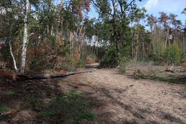 Přelouč, 17.9.2019
Lohenice, Na Štětkách, lesní cesta. 
Schlüsselwörter: Přelouč Lohenice Na Štětkách lesní cesta