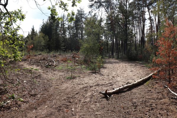 Přelouč, 17.9.2019
Lohenice, Na Štětkách, lesní cesta. 
Mots-clés: Přelouč Lohenice Na Štětkách lesní cesta