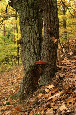 Loket, údolí Ohře, 8.10.2008
Dubový les na jižním svahu.
Keywords: Slavkovský les Loket údolí Ohře