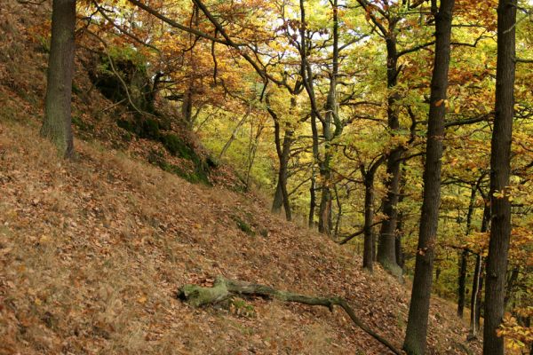 Loket, údolí Ohře, 8.10.2008
Dubový les na jižním svahu.
Mots-clés: Slavkovský les Loket údolí Ohře