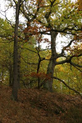 Loket, údolí Ohře, 8.10.2008
Dubový les na jižním svahu.
Schlüsselwörter: Slavkovský les Loket údolí Ohře