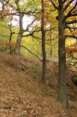 Loket, údolí Ohře, 8.10.2008
Dubový les na jižním svahu.
Schlüsselwörter: Slavkovský les Loket údolí Ohře