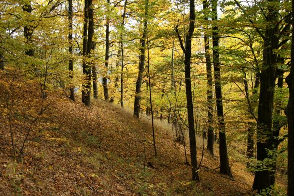 Loket, údolí Ohře, 8.10.2008
Dubový les na jižním svahu.
Schlüsselwörter: Slavkovský les Loket údolí Ohře