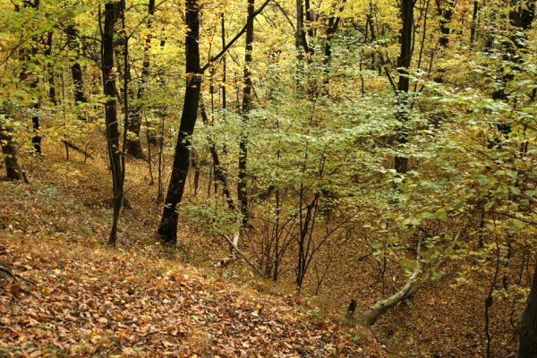 Loket, údolí Ohře, 8.10.2008
Dubový les na jižním svahu.
Schlüsselwörter: Slavkovský les Loket údolí Ohře