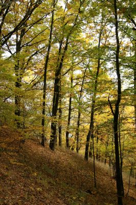 Loket, údolí Ohře, 8.10.2008
Dubový les na jižním svahu.
Klíčová slova: Slavkovský les Loket údolí Ohře