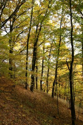 Loket, údolí Ohře, 8.10.2008
Dubový les na jižním svahu.
Keywords: Slavkovský les Loket údolí Ohře