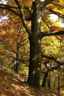 Loket, údolí Ohře, 8.10.2008
Listnatý les na jižním svahu.
Klíčová slova: Slavkovský les Loket údolí Ohře