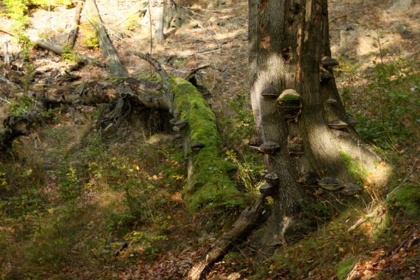 Loket, údolí Ohře, 8.10.2008
Buky ve vhkém údolí na jižním svahu nad údolím Ohře.
Klíčová slova: Slavkovský les Loket údolí Ohře