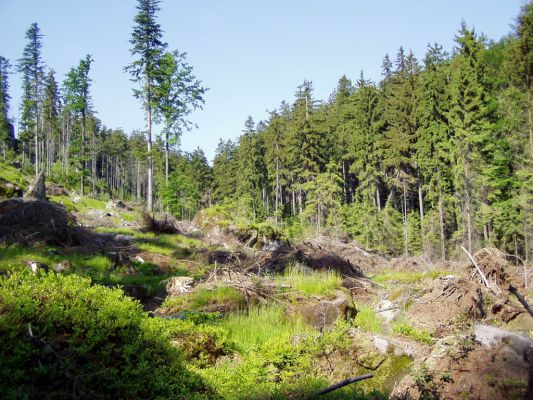 Božanov, 8.6.2004
Broumovské stěny - Lopota.
Klíčová slova: Božanov Broumovské stěny Lopota Ampedus karpathicus