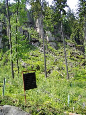 Božanov, 8.6.2004
Broumovské stěny - Lopota.
Schlüsselwörter: Božanov Broumovské stěny Lopota Ampedus karpathicus