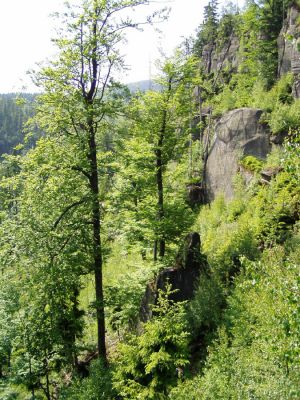 Božanov, 8.6.2004
Broumovské stěny - Lopota.
Klíčová slova: Božanov Broumovské stěny Lopota Ampedus karpathicus